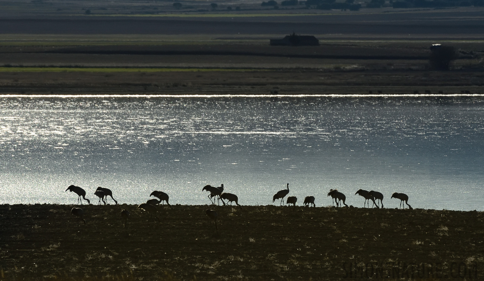 Grus grus [400 mm, 1/8000 sec at f / 8.0, ISO 1000]